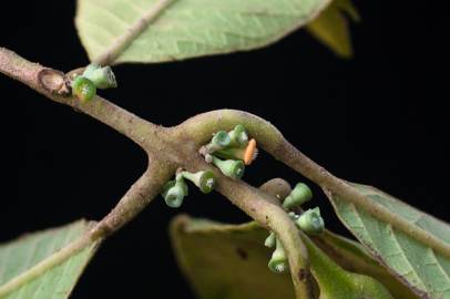 Fotografia da espécie Siparuna pauciflora