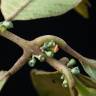 Fotografia 8 da espécie Siparuna pauciflora do Jardim Botânico UTAD