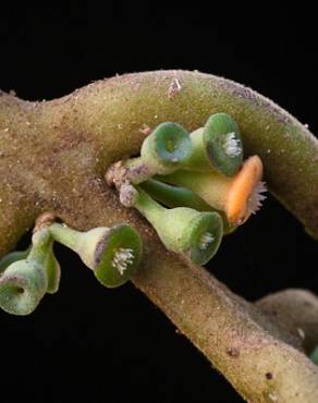 Fotografia 9 da espécie Siparuna pauciflora no Jardim Botânico UTAD