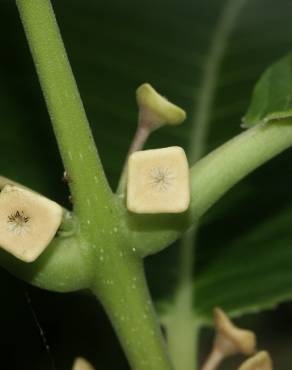 Fotografia 10 da espécie Siparuna pauciflora no Jardim Botânico UTAD