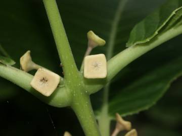 Fotografia da espécie Siparuna pauciflora