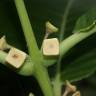 Fotografia 10 da espécie Siparuna pauciflora do Jardim Botânico UTAD