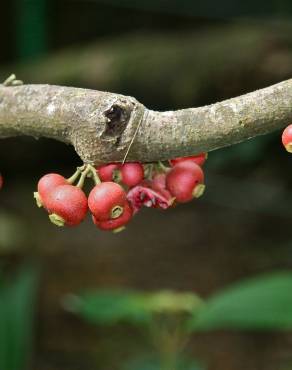 Fotografia 11 da espécie Siparuna pauciflora no Jardim Botânico UTAD