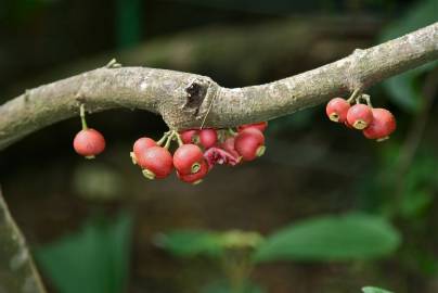 Fotografia da espécie Siparuna pauciflora