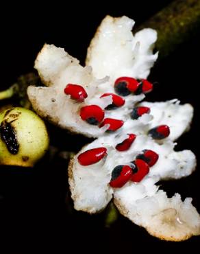 Fotografia 12 da espécie Siparuna pauciflora no Jardim Botânico UTAD