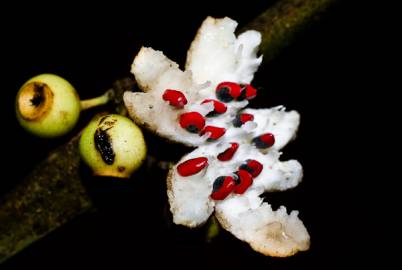 Fotografia da espécie Siparuna pauciflora