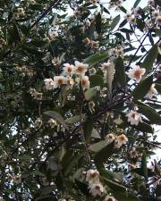 Fotografia da espécie Atherosperma moschatum