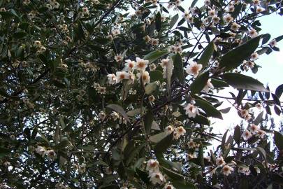 Fotografia da espécie Atherosperma moschatum