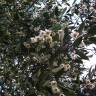 Fotografia 1 da espécie Atherosperma moschatum do Jardim Botânico UTAD
