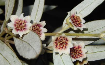 Fotografia da espécie Atherosperma moschatum