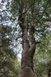 Fotografia da espécie Atherosperma moschatum