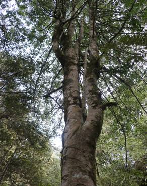 Fotografia 3 da espécie Atherosperma moschatum no Jardim Botânico UTAD