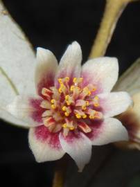 Fotografia da espécie Atherosperma moschatum