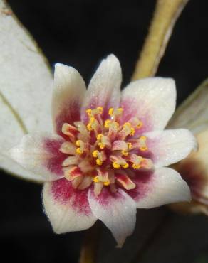 Fotografia 4 da espécie Atherosperma moschatum no Jardim Botânico UTAD