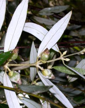 Fotografia 5 da espécie Atherosperma moschatum no Jardim Botânico UTAD