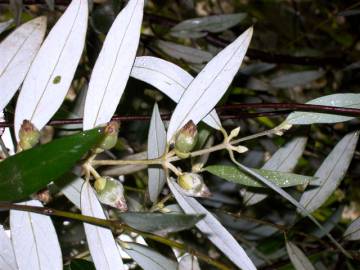 Fotografia da espécie Atherosperma moschatum