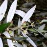 Fotografia 5 da espécie Atherosperma moschatum do Jardim Botânico UTAD