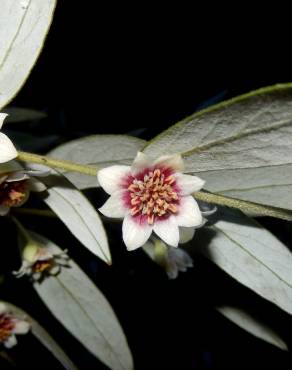 Fotografia 6 da espécie Atherosperma moschatum no Jardim Botânico UTAD