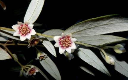 Fotografia da espécie Atherosperma moschatum