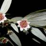 Fotografia 6 da espécie Atherosperma moschatum do Jardim Botânico UTAD