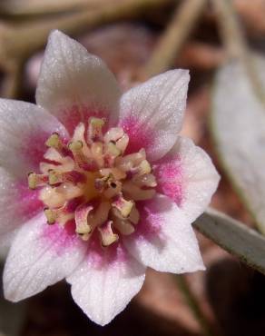 Fotografia 7 da espécie Atherosperma moschatum no Jardim Botânico UTAD