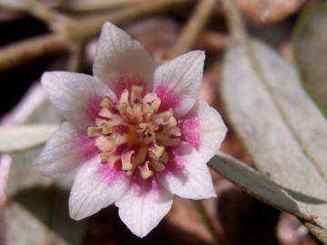 Fotografia da espécie Atherosperma moschatum