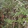 Fotografia 8 da espécie Atherosperma moschatum do Jardim Botânico UTAD