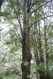 Fotografia da espécie Atherosperma moschatum