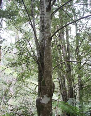 Fotografia 9 da espécie Atherosperma moschatum no Jardim Botânico UTAD