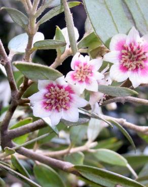 Fotografia 10 da espécie Atherosperma moschatum no Jardim Botânico UTAD