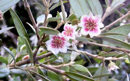 Fotografia da espécie Atherosperma moschatum