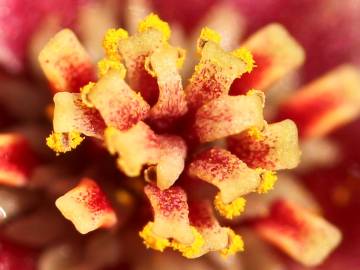 Fotografia da espécie Atherosperma moschatum
