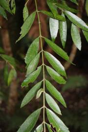 Fotografia da espécie Atherosperma moschatum