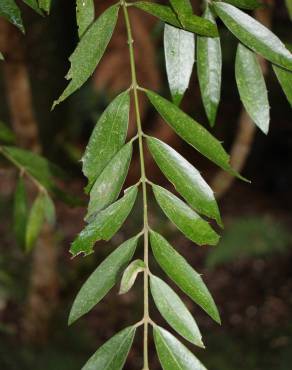 Fotografia 13 da espécie Atherosperma moschatum no Jardim Botânico UTAD