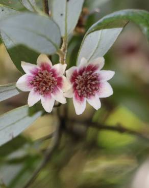 Fotografia 14 da espécie Atherosperma moschatum no Jardim Botânico UTAD