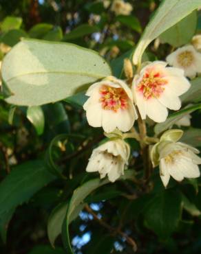 Fotografia 16 da espécie Atherosperma moschatum no Jardim Botânico UTAD