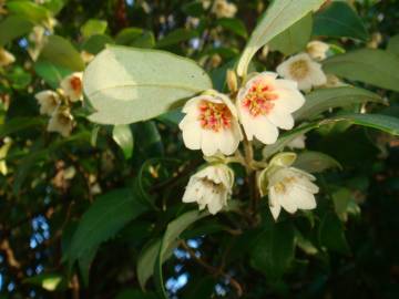 Fotografia da espécie Atherosperma moschatum