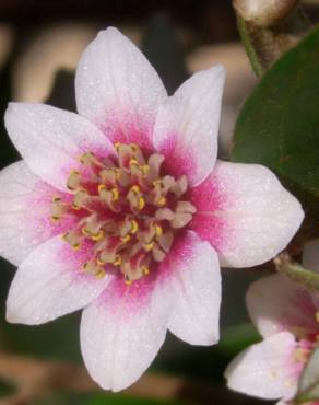 Fotografia 18 da espécie Atherosperma moschatum no Jardim Botânico UTAD