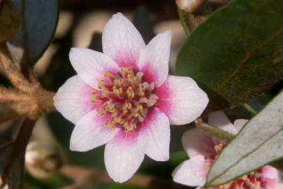 Fotografia da espécie Atherosperma moschatum