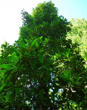 Fotografia 4 da espécie Gomortega keule no Jardim Botânico UTAD