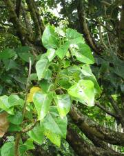 Fotografia da espécie Hernandia nymphaeifolia