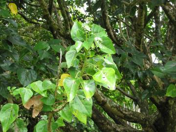 Fotografia da espécie Hernandia nymphaeifolia