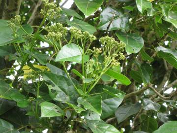 Fotografia da espécie Hernandia nymphaeifolia