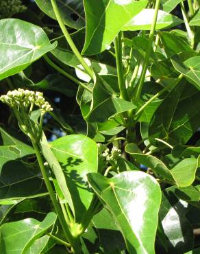 Fotografia 3 da espécie Hernandia nymphaeifolia no Jardim Botânico UTAD