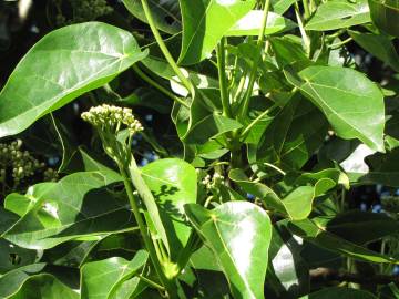 Fotografia da espécie Hernandia nymphaeifolia