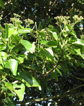 Fotografia 4 da espécie Hernandia nymphaeifolia no Jardim Botânico UTAD