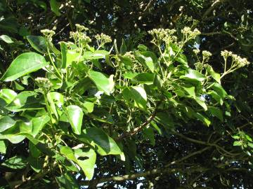 Fotografia da espécie Hernandia nymphaeifolia