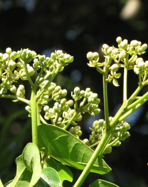 Fotografia 5 da espécie Hernandia nymphaeifolia no Jardim Botânico UTAD