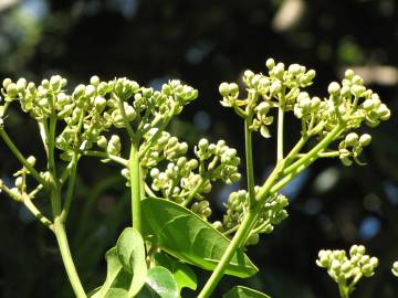 Fotografia da espécie Hernandia nymphaeifolia