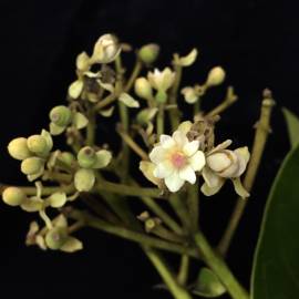 Fotografia da espécie Hernandia nymphaeifolia